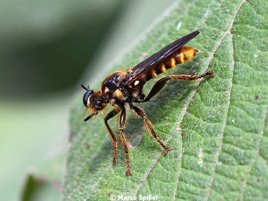 Choreades cf. fulva femmina (Asilidae)